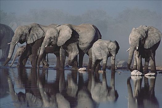 非洲象,牧群,喝,水潭,埃托沙国家公园,纳米比亚