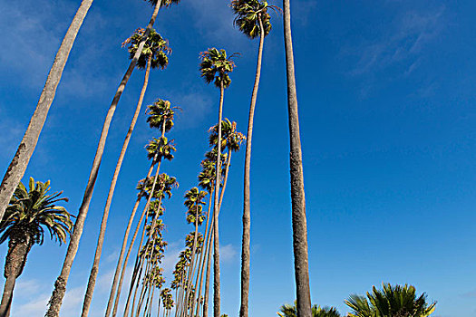 仰视,高,棕榈树,洛杉矶,加利福尼亚,美国