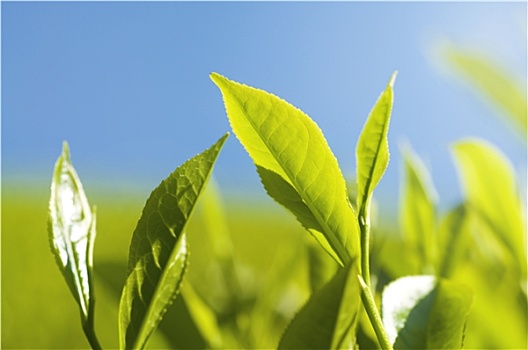 茶葉