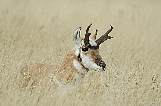 叉角羚,黄石国家公园,怀俄明
