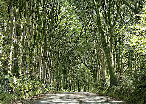 山毛榉,道路,英格兰,英国,欧洲