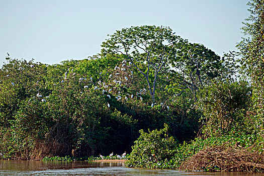 树林,鹳,生物群,坐,树上,潘塔纳尔,南马托格罗索州,巴西,南美