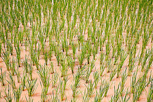 稻米,种植园