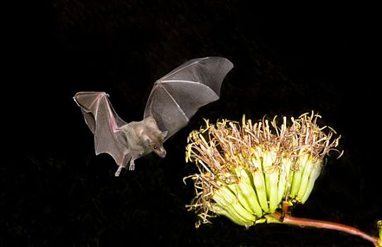 蝙蝠,飞跃,龙舌兰属植物