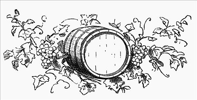葡萄酒桶,葡萄,藤叶,插画
