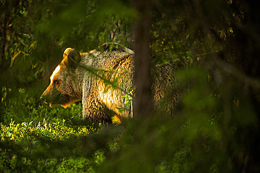 棕熊,针叶林带,树林,芬兰