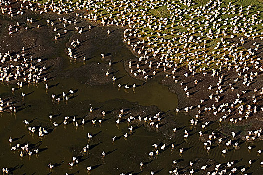 白鹈鹕,成群,纳库鲁湖,肯尼亚
