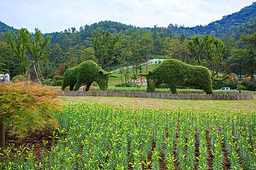 郁金香,花,花园,山谷,春色