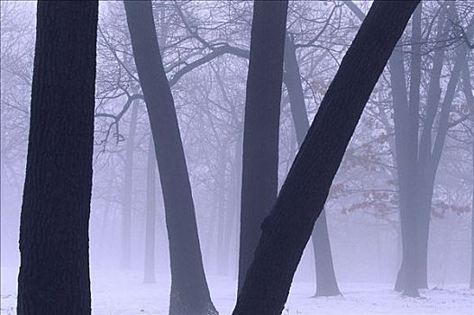 冬天,薄雾,树,高,公园,多伦多,安大略省,加拿大