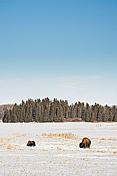两个,野牛,雪中,遮盖,草地,麋鹿,岛屿,国家公园,艾伯塔省
