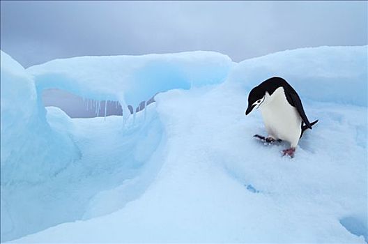 帽带企鹅,南极企鹅,冰,南极
