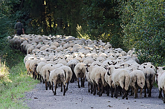 德国,牧羊人,牧群,绵羊