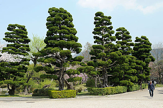 日本,京都,城堡,花园
