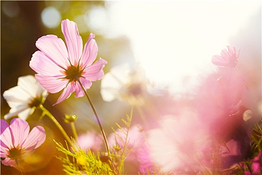 雏菊,花,阳光