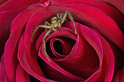 蟹蛛,玫瑰,阿拉斯加