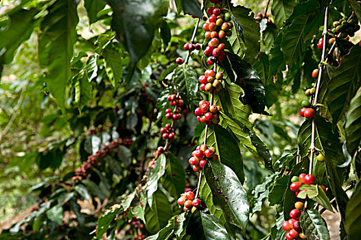 咖啡豆,灌木
