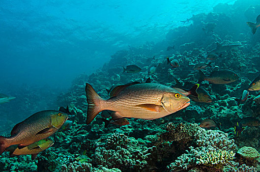 红鲷鱼,笛鲷,浅水,珊瑚,礁石,泻湖,维提岛,斐济