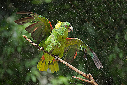 鹦鹉,雨,洪都拉斯