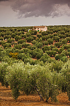 西班牙,安达卢西亚,区域,哈恩省,橄榄,小树林