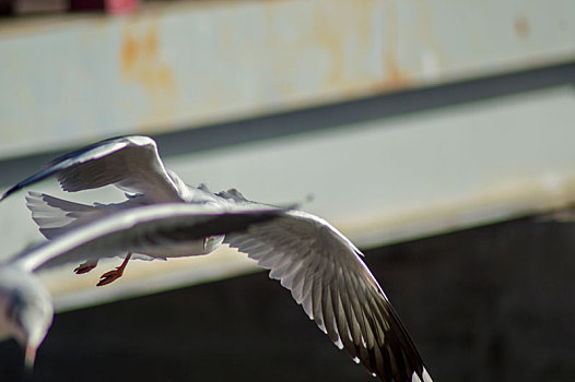 空中飞翔的海鸥