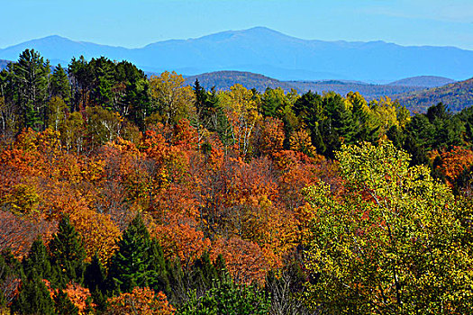 秋色,视点,绿色,山,佛蒙特州,美国