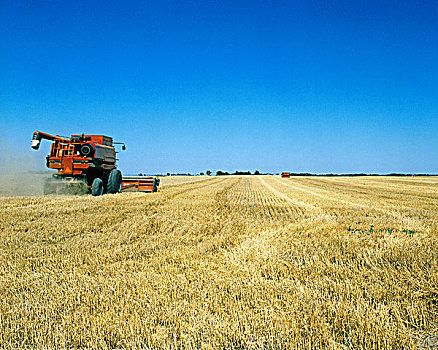 联合收割机,收获,小麦,英磅,堪萨斯,美国