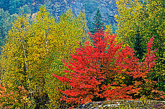 路边,红枫,桦树,湖,安大略省,加拿大