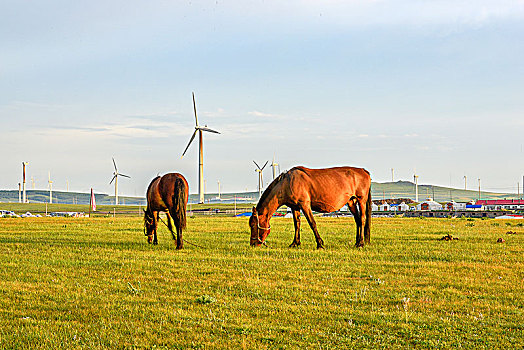内蒙古辉腾锡勒草原风光,新能源,风力发电,日出,马