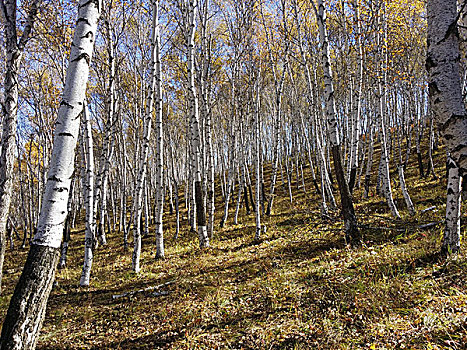 内蒙古乌兰布统的桦树林