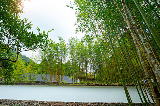 台湾宜兰县森林高山湖泊明池,翠绿的竹林与瓦墙