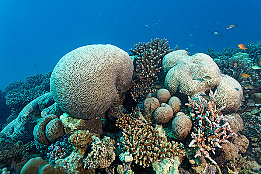 珊瑚,礁石,多样,石头,埃及,红海,非洲