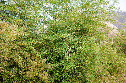 密集的绿色竹子局部