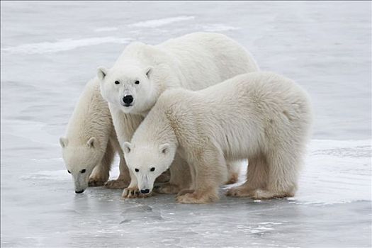 北极熊,家族,丘吉尔市,曼尼托巴,加拿大