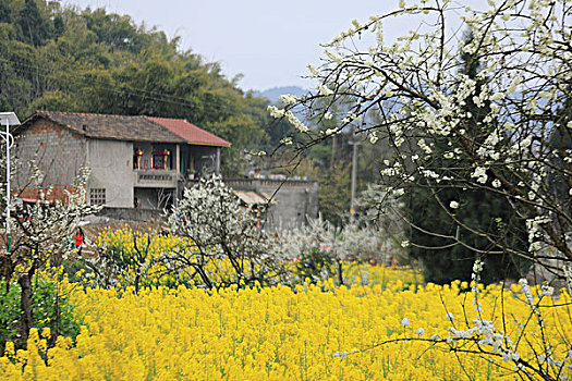 油菜花田