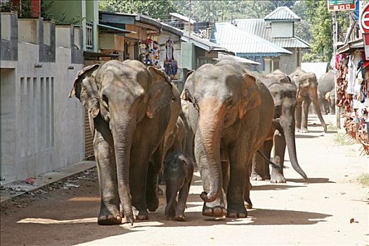 亚洲象,象属,牧群,走,街道,大象,孤儿院,斯里兰卡