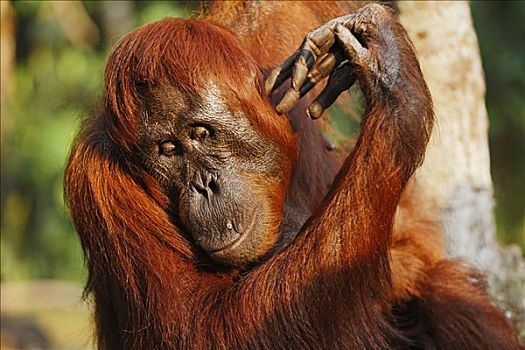 猩猩,黑猩猩,涂抹,国家公园,中加里曼丹省,婆罗洲,印度尼西亚