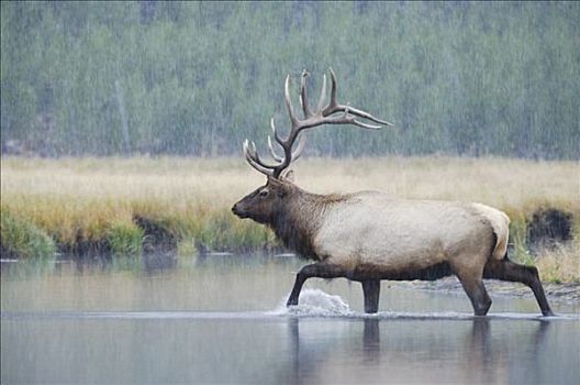 麋鹿,北美马鹿,鹿属,鹿,雄性动物,河,黄石国家公园,怀俄明,美国