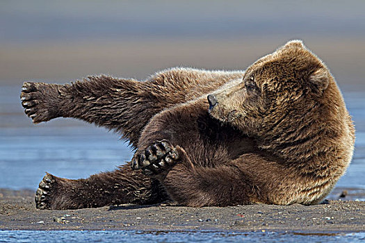 大灰熊,棕熊,休息,海滩,克拉克湖,国家公园,阿拉斯加