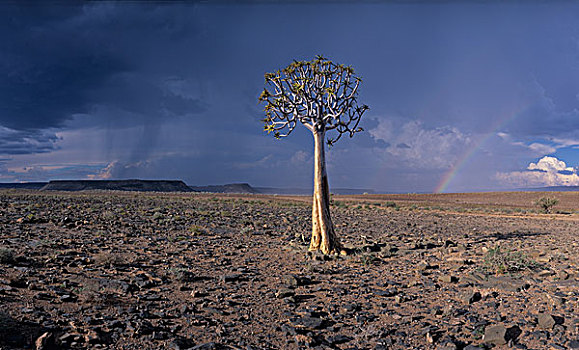 纳米比亚,鱼河大峡谷,国家公园,下午,雷暴,彩虹,上方,沙漠,靠近,边缘