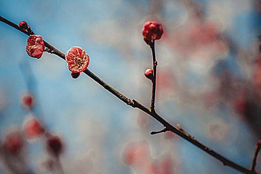 梅花