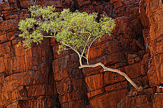 灵异,红色,悬崖,西部,国家公园,北领地州,澳大利亚