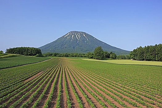 山,豆,地点