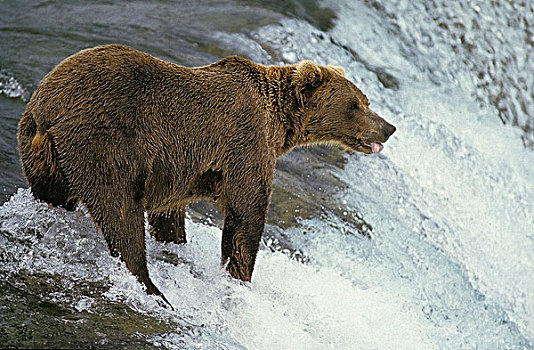 大灰熊,棕熊,河,等待,三文鱼,溪流,秋天,阿拉斯加
