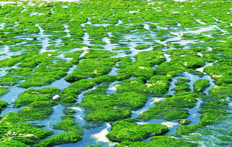 藻类植物 生活环境图片