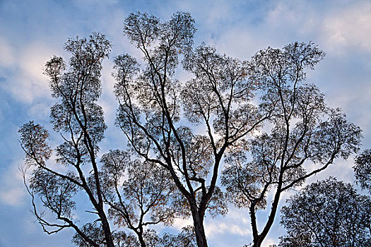 橡胶树,桉树,西澳大利亚州,澳大利亚