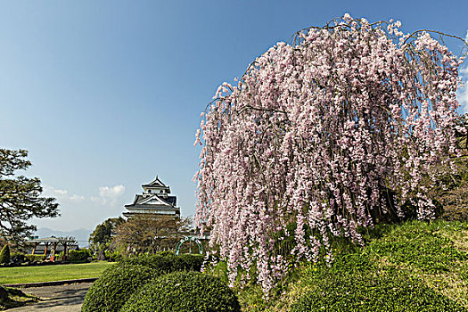 鹿儿岛,城堡,公园,日本