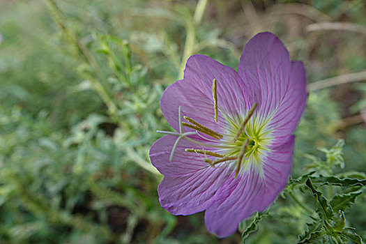 花草