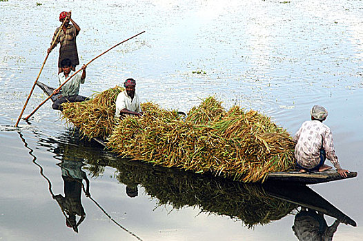 运输,稻田,船,孟加拉,十月,2004年