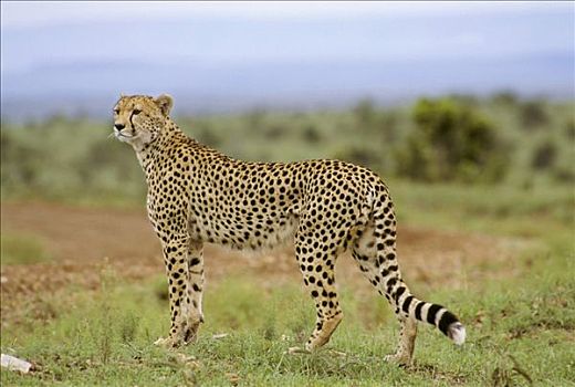 印度豹,马赛马拉国家保护区,肯尼亚,非洲