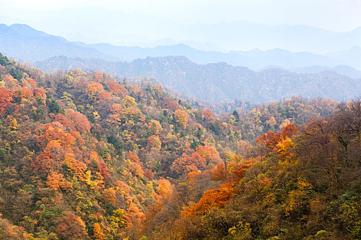 陕西汉中留坝太子岭秋天红叶